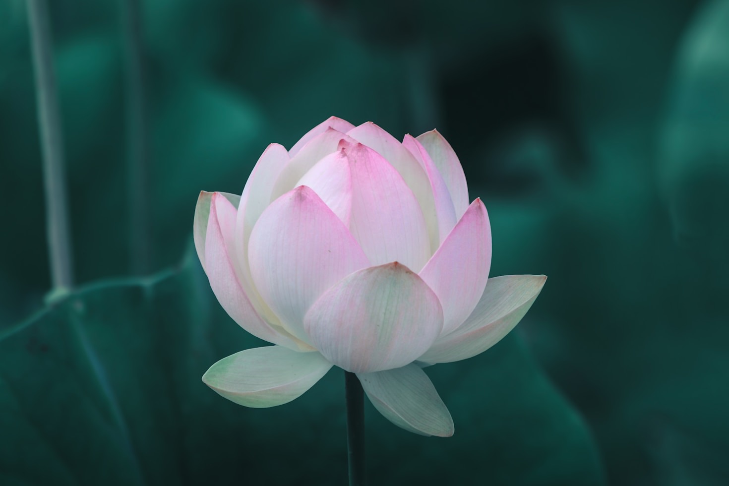 The Power of Magical Practices in Daily Life